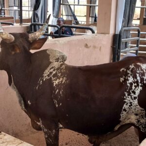Cow 6