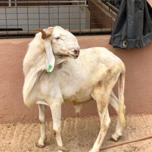 Ram 3