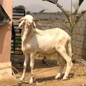 Ram 1