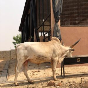 Cow 23