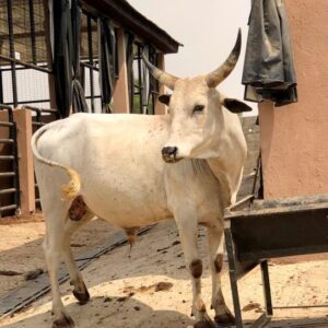 Cow 24
