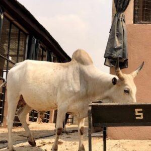 Cow 22