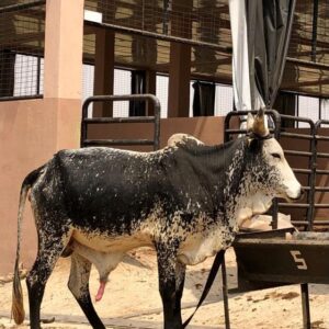 Cow 20