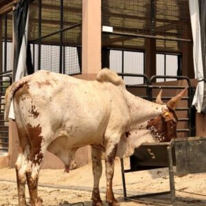 Cow 28