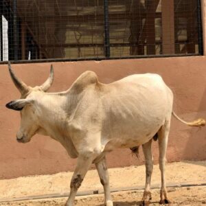 Cow 25
