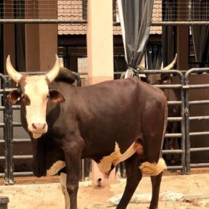 Cow 3