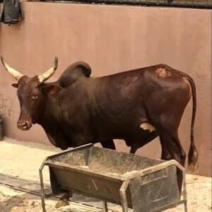 Cow 4