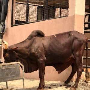 Cow 5