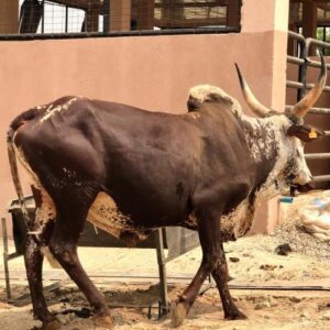Cow 7