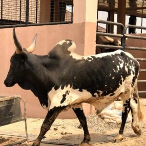 Cow 21
