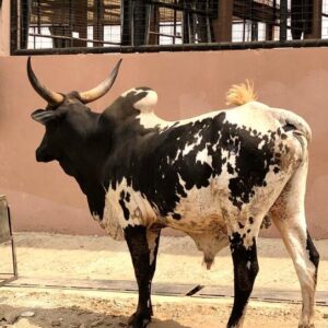 Cow 19