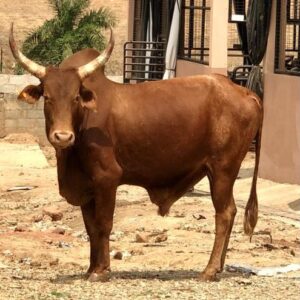 COW 2