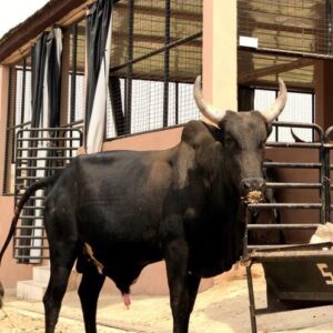 Cow 15