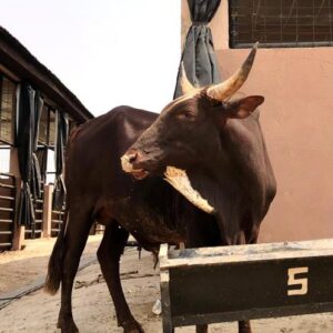 Cow 8