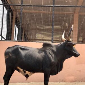 Cow 17