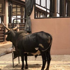 Cow 18
