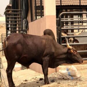 Cow 9
