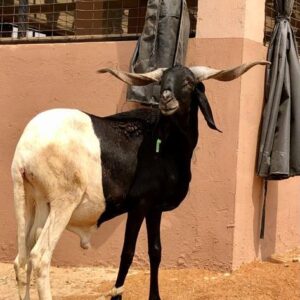 Ram 9