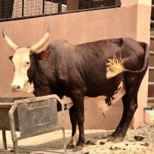 Cow 1