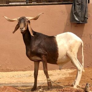 Ram 7