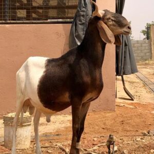 Ram 6