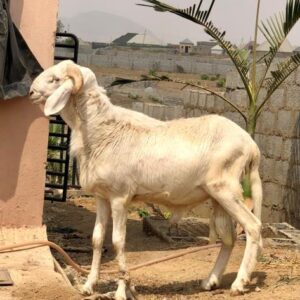 Ram 5