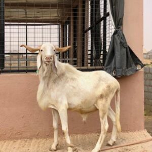 Ram 4