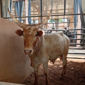 Cow 31