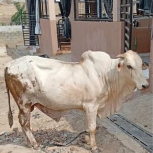 Cow 30