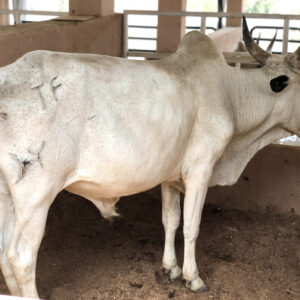 Cow 27