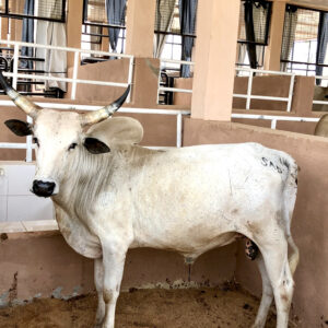 Cow 26