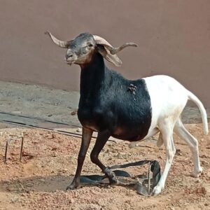 Ram 8