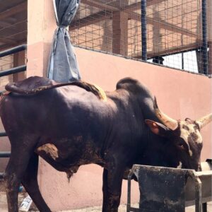 Cow 10