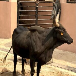 Cow 16