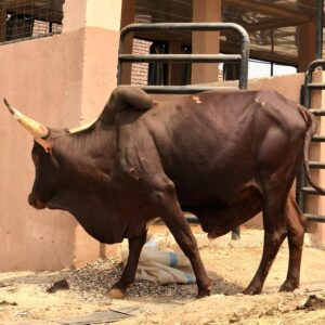 Cow 11