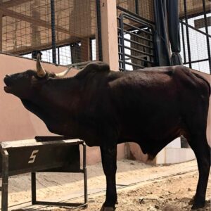 Cow 12