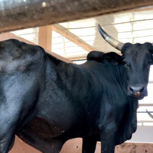 Cow 14
