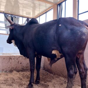 Cow 13